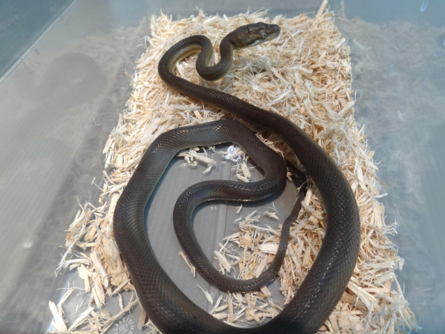 タニンバーパイソン(8)