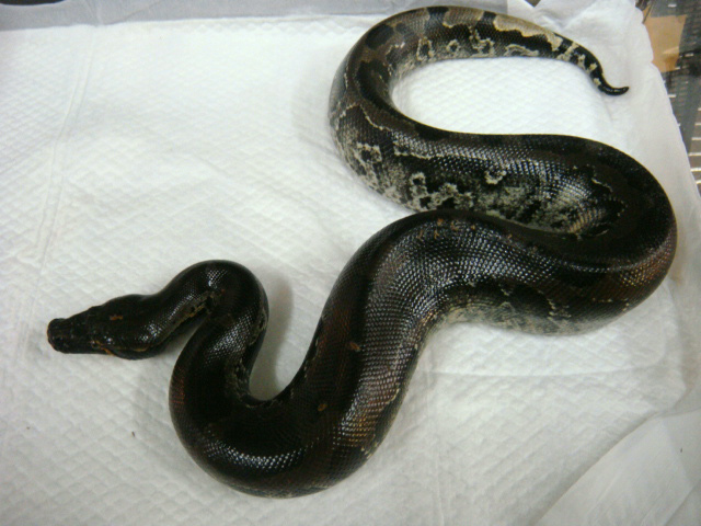 スマトラブラッドパイソン(3)