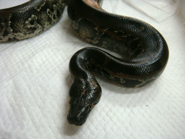 スマトラブラッドパイソン(4)