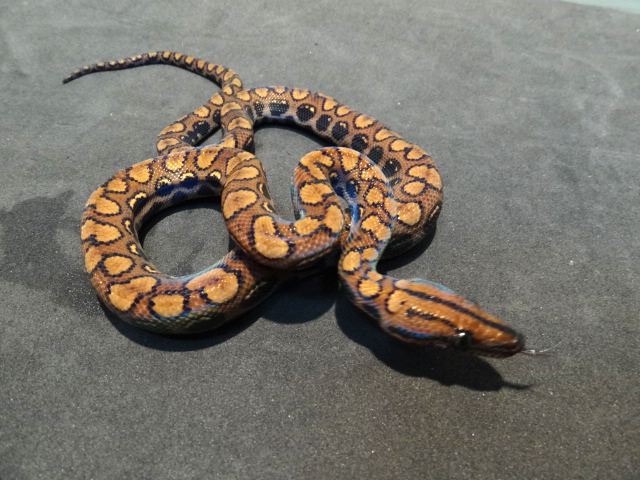 ブラジルレインボーボア(11)