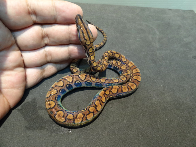 ブラジルレインボーボア(12)