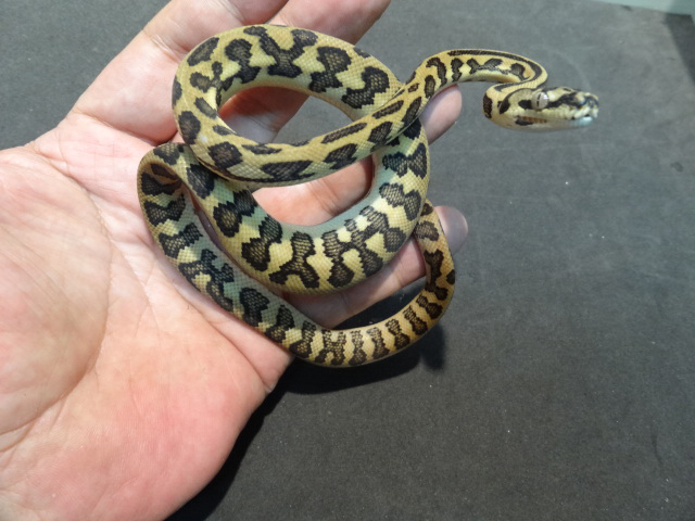 ジャングルジャガーカーペットパイソン(4)