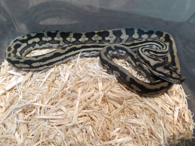 ジャングルジャガーカーペットパイソン(5)