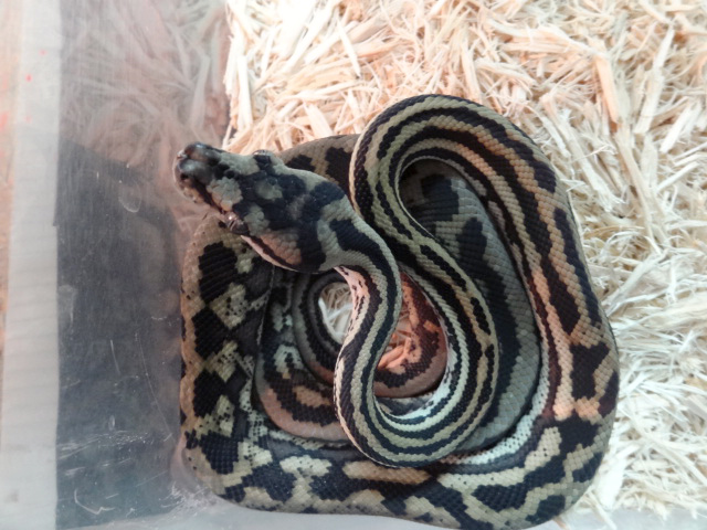 ジャングルジャガーカーペットパイソン(6)