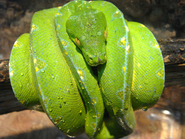 グリーンパイソン(9)