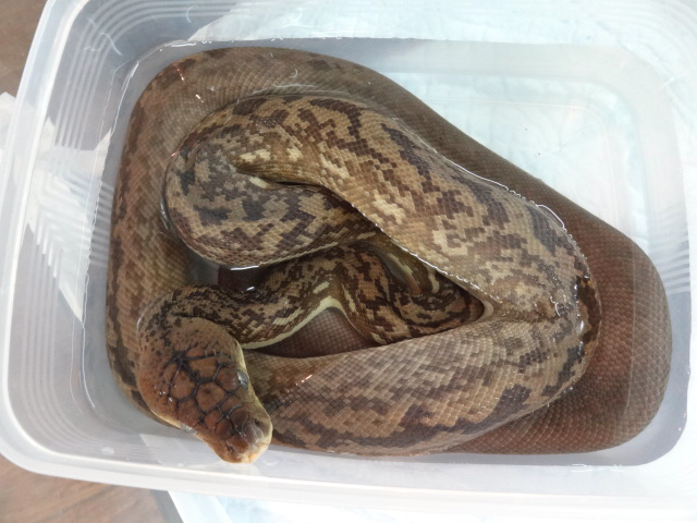 チモールパイソン(5)