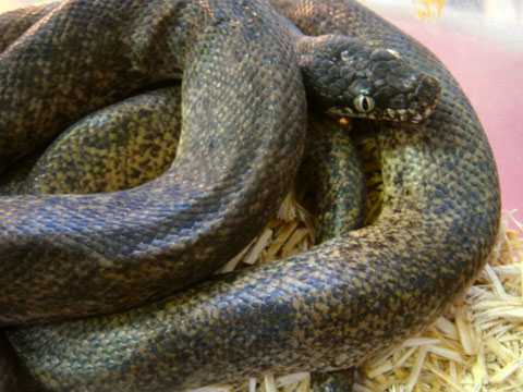 サヴパイソン(7)