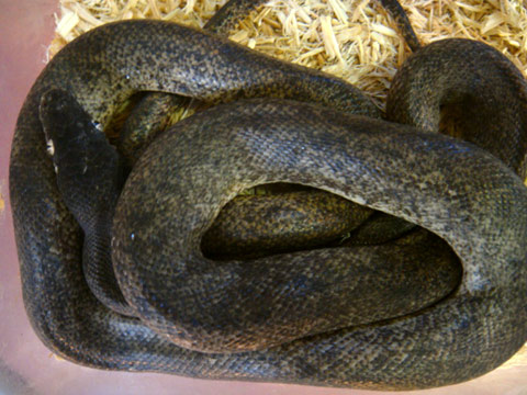 サヴパイソン(8)