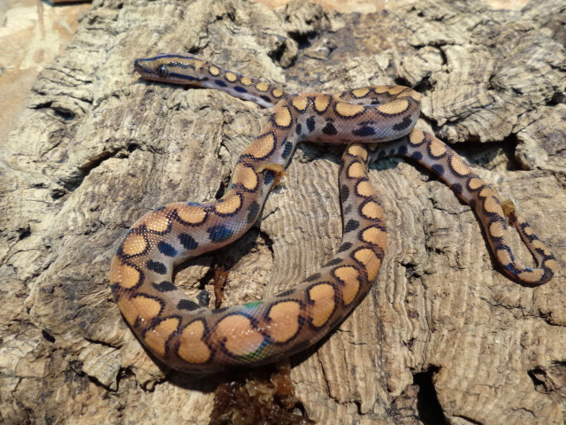 ブラジルレインボーボア(4)