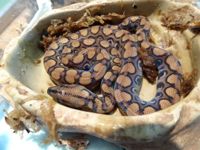 ブラジルレインボーボア(3)