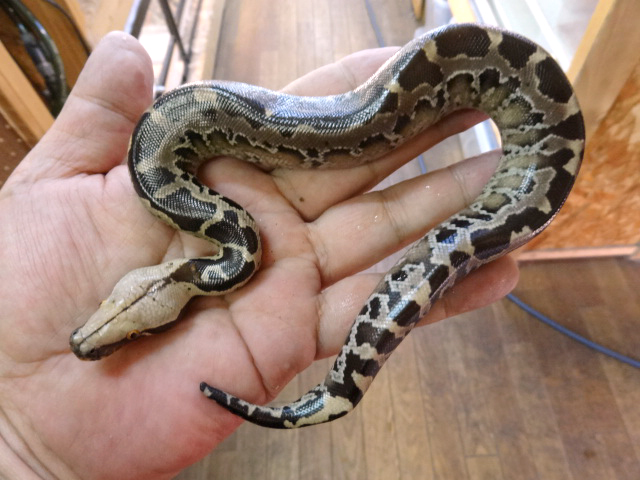 ボルネオブラッドパイソン(7)