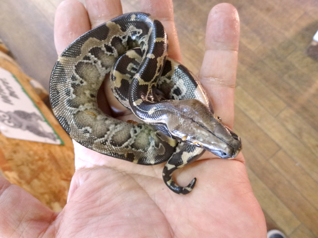 スマトラブラッドパイソン(7)