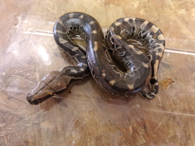 スマトラブラッドパイソン(8)