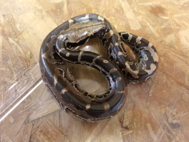 スマトラブラッドパイソン(9)