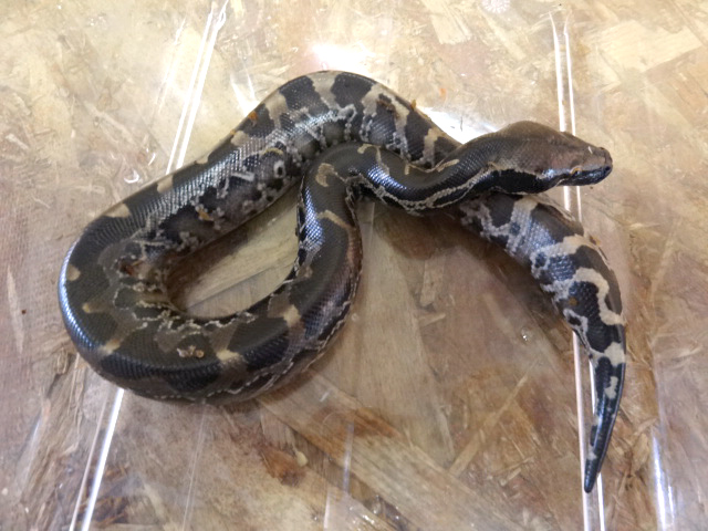 スマトラブラッドパイソン(10)