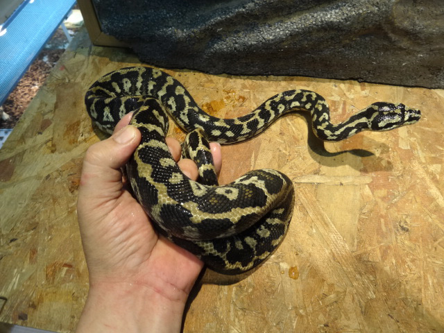 ジャングルカーペットパイソン(7)