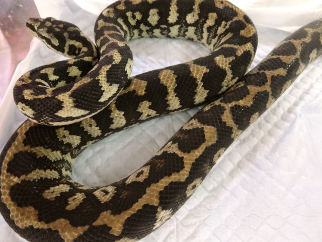 ジャングルカーペットパイソン(8)