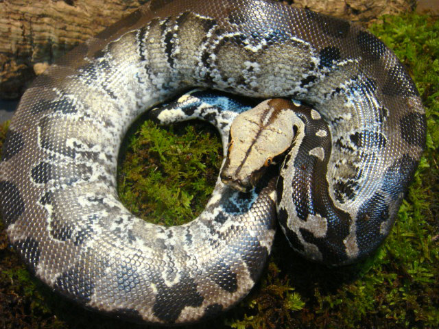 スマトラブラッドパイソン(5)