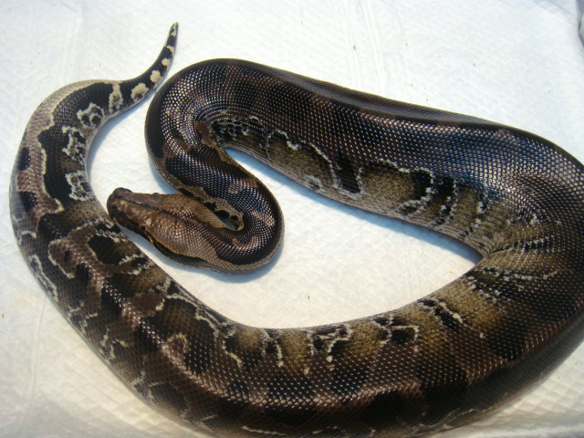 スマトラブラッドパイソン(6)