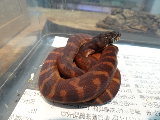 ベーレンパイソン(9)