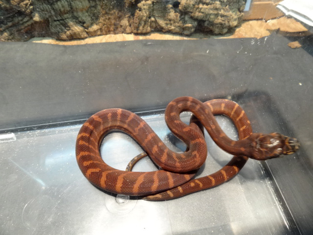 ベーレンパイソン(10)