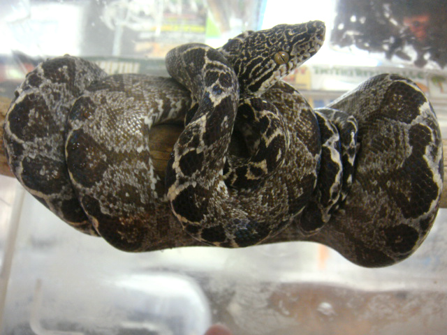 クックツリーボア(1)