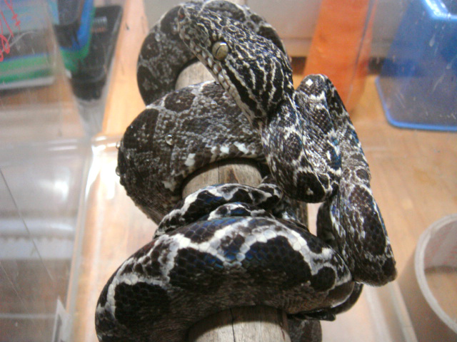 クックツリーボア(2)