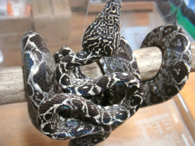 クックツリーボア(3)