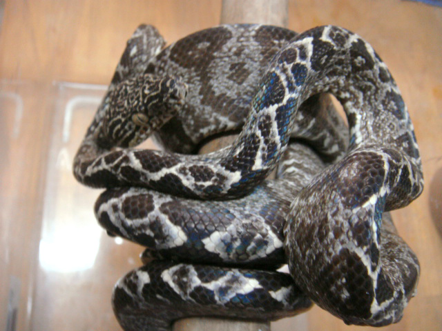 クックツリーボア(4)