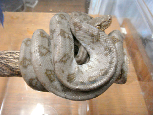 クックツリーボア(5)