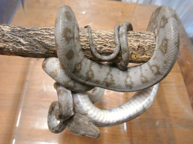 クックツリーボア(6)