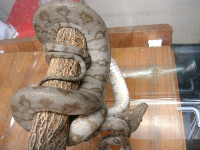 クックツリーボア(7)