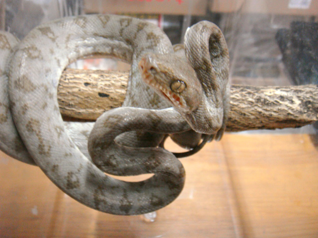 クックツリーボア(8)