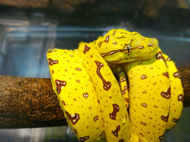 希少 絶版 更に完璧なグリーンパイソン 爬虫類 グリーンパイソン　書籍 洋書 本 動植物関連書籍 ＞ 爬虫類 ＞ ヘビ ＞ ボア・パイソン ＞ 更に