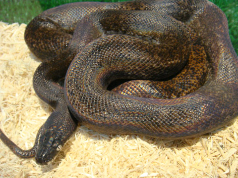 サヴパイソン(9)