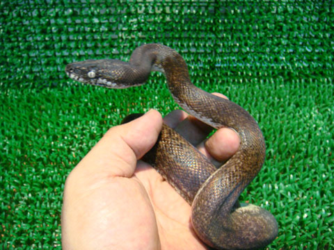 サヴパイソン(10)