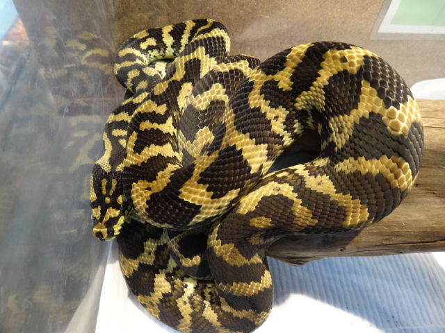 ジャングルカーペットパイソン(5)