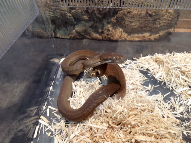 タニンバーパイソン ボアパイソン図鑑