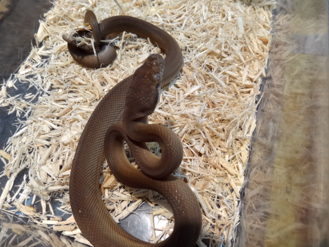タニンバーパイソン(6)
