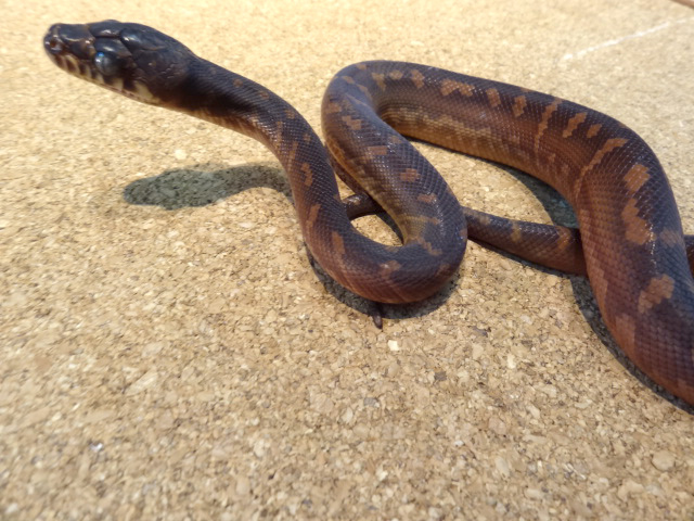 ベーレンパイソン(5)