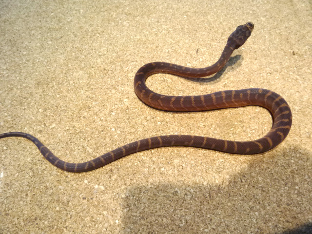 ベーレンパイソン(6)