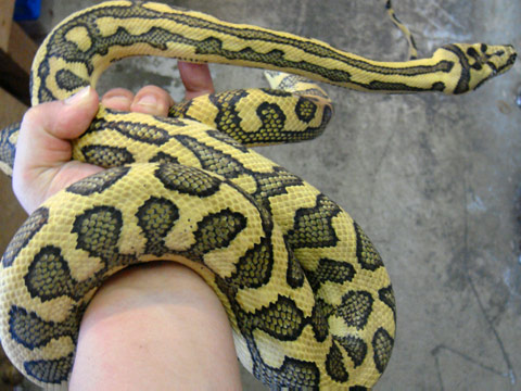 コースタルカーペットパイソン(5)