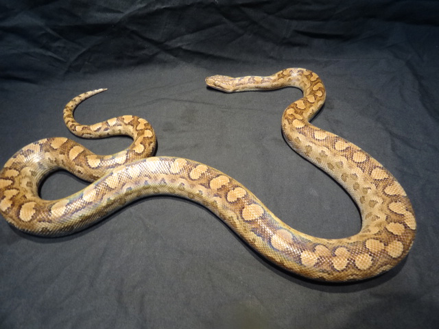 アルゼンチンレインボーボア(1)