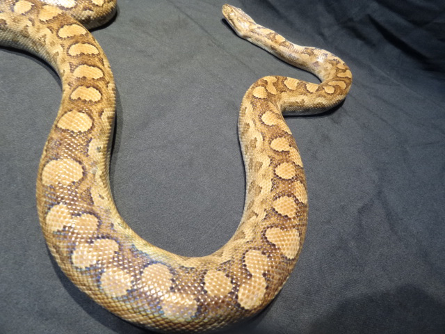 アルゼンチンレインボーボア(2)