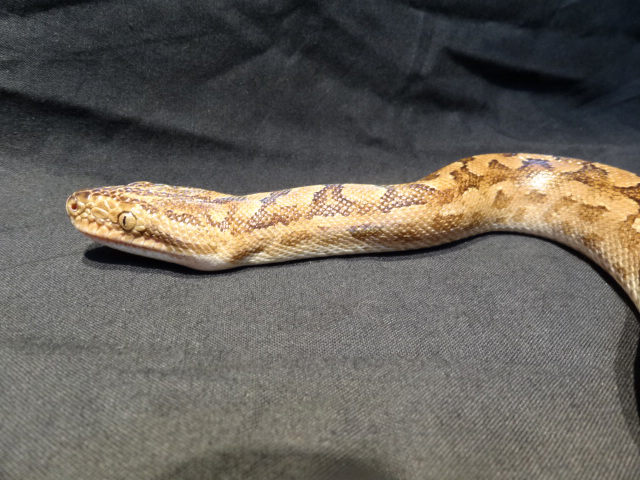 アルゼンチンレインボーボア(3)