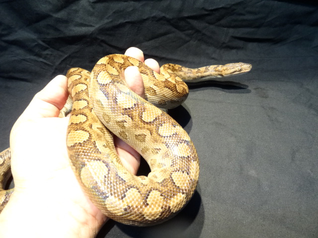 アルゼンチンレインボーボア(4)