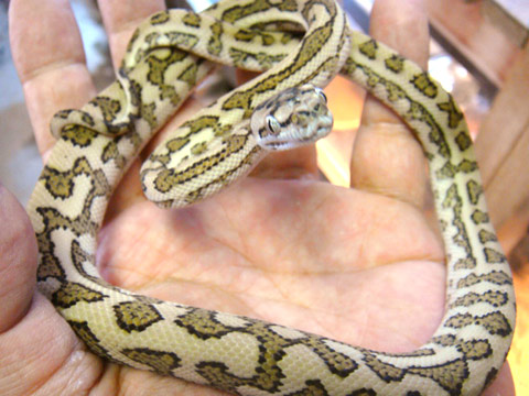 コースタルカーペットパイソン(6)