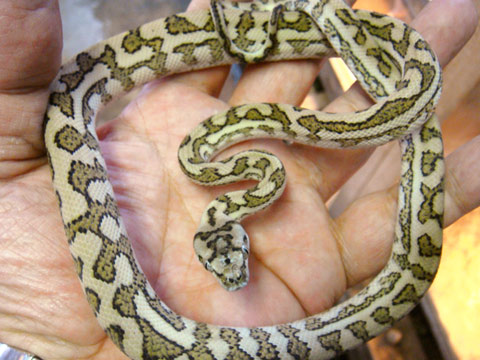 コースタルカーペットパイソン(7)