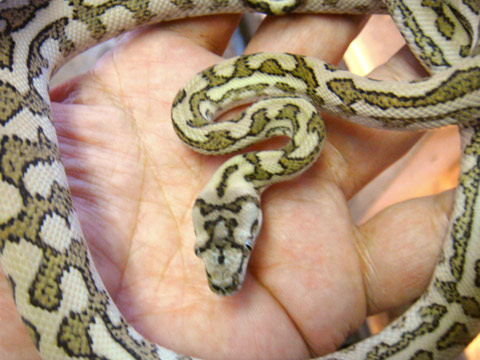 コースタルカーペットパイソン(8)