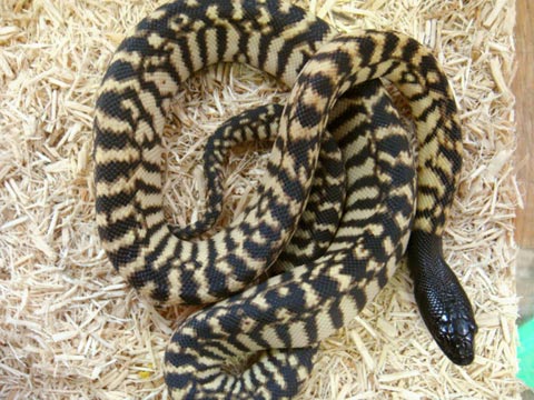 ブラックヘッドパイソン(6)